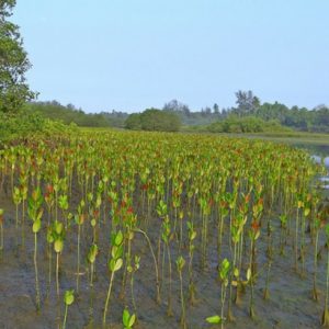 O bem que o meio ambiente faz: a flora dos manguezais
