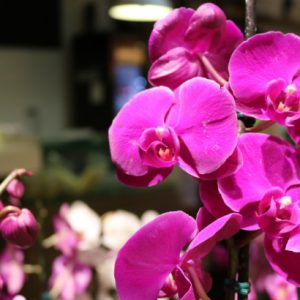 Orquídeas: presente cheio de delicadeza para o seu amor