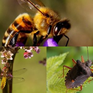 Pequenos guardiões da natureza: a importância dos insetos nas áreas verdes