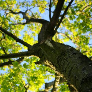 Dia da Árvore: saiba como elas ajudam sua vida