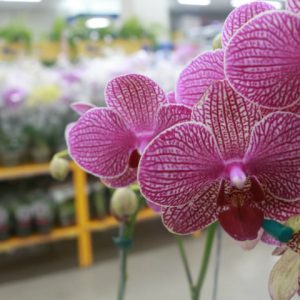 Orquídeas: flor especial que revela força e espiritualidade