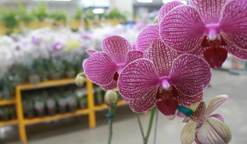 Orquídeas: flor especial que revela força e espiritualidade