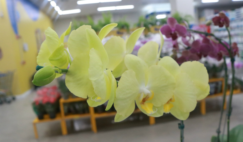 Orquídeas: flor especial que revela força e espiritualidade | RioMar Recife