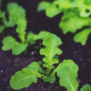 4 alimentos orgânicos que promovem o bem-estar para cultivar em casa