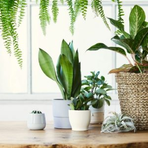 Tem plantas em casa? Veja dicas para mantê-las saudáveis