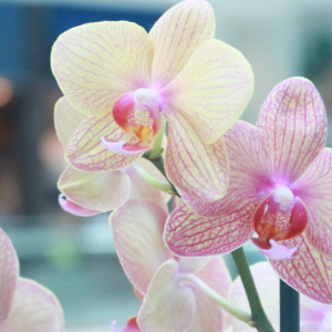 Orquídeas na decoração: escolha a sua no RioMar