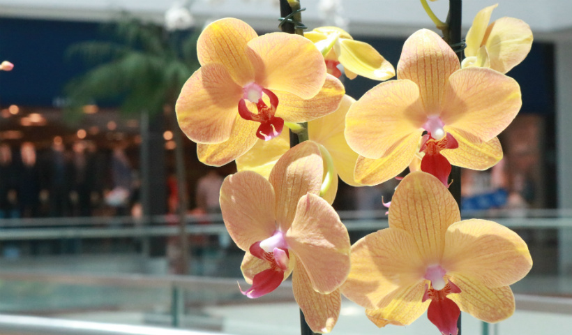 Orquídeas na decoração: escolha a sua no RioMar | RioMar Recife