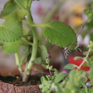 Feira Agroecológica funciona na Quarta de Cinzas