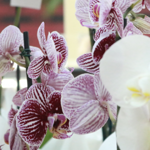 Orquídeas para presentear com afeto no Dia da Mulher