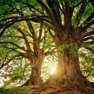 Dia da Árvore: como contribuir com gestos de impacto positivo