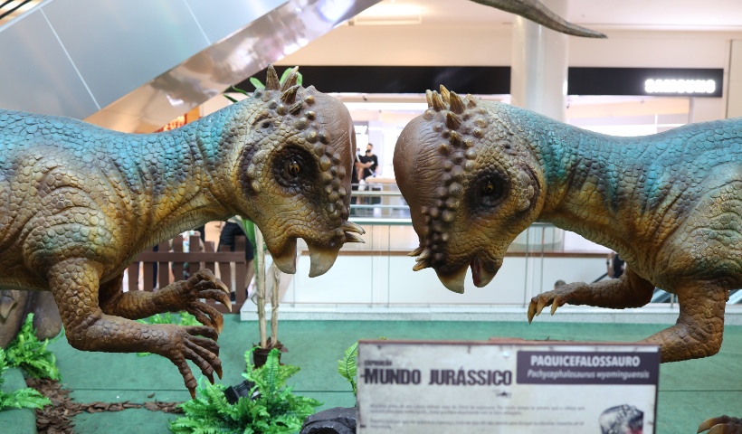 Expo Mundo Jurássico: conheça o Paquicefalossauro