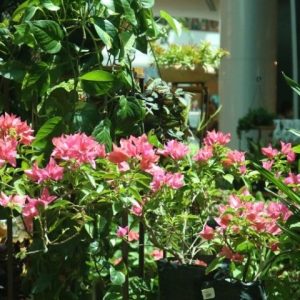 Feira “Atmosphera: Plantas & Paisagismo” de volta ao RioMar