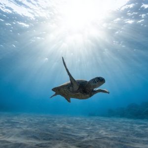 Dia Mundial dos Oceanos: saiba como ajudar na preservação