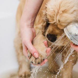 Petz: aprenda como dar banho em cachorro que tem medo de água