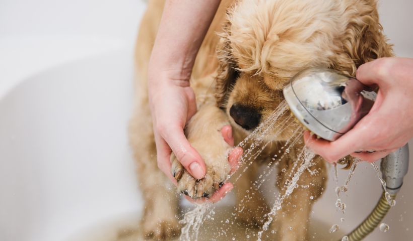 Petz: aprenda como dar banho em cachorro que tem medo de água