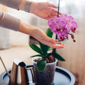 Saiba como cuidar e deixar suas orquídeas sempre floridas